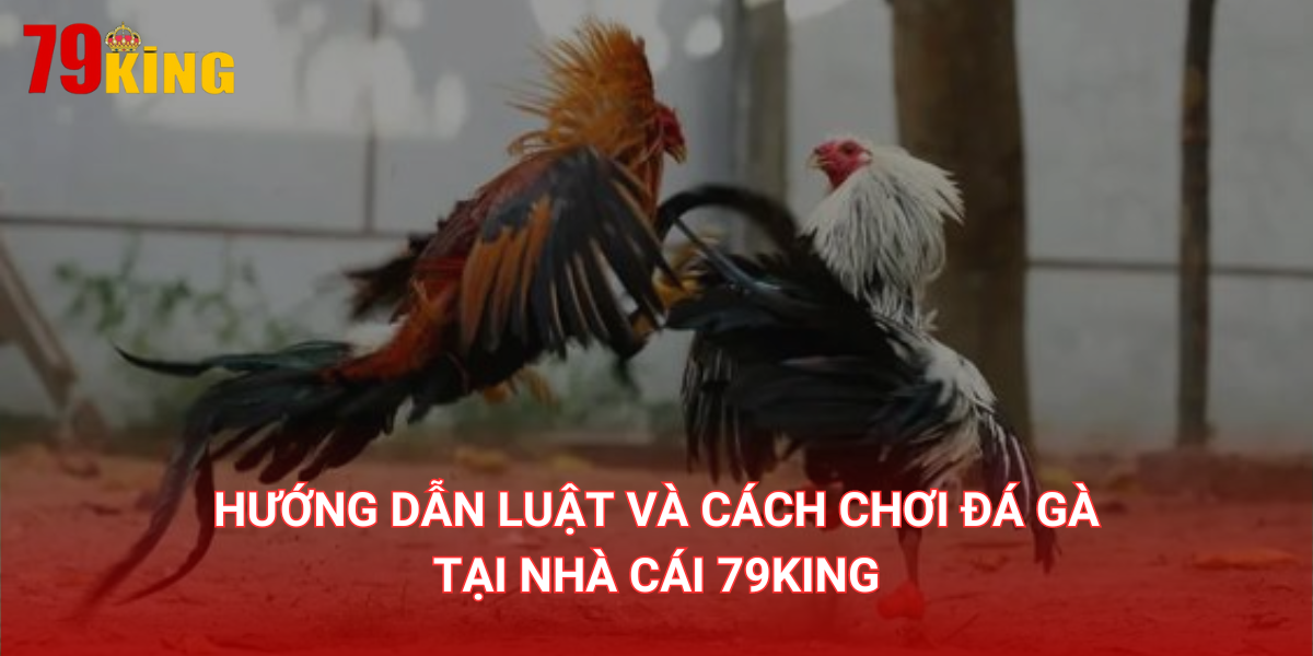 Hướng dẫn luật và cách chơi đá gà 79King