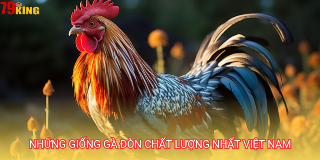 Gà đòn miền Bắc và Miền Trung là 2 giống gà khỏe mạnh nhất